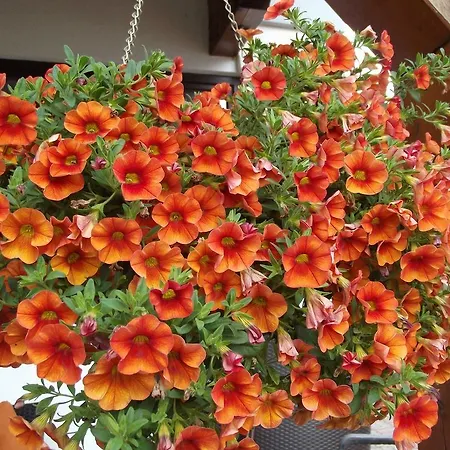 玛吉特民宿 民宿