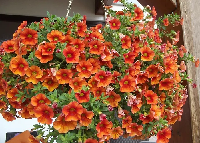 玛吉特民宿 民宿